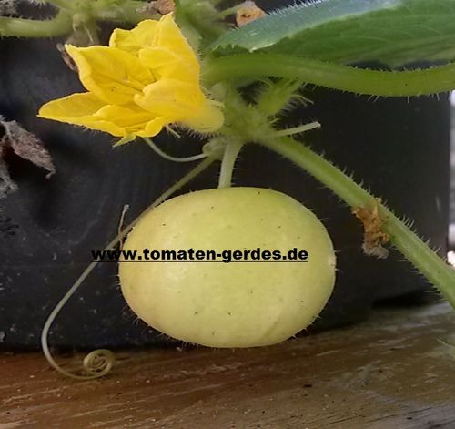 Crystal Lemon runde wohl schmeckende alte Sorte Ampel(4-5 Pflanzen)