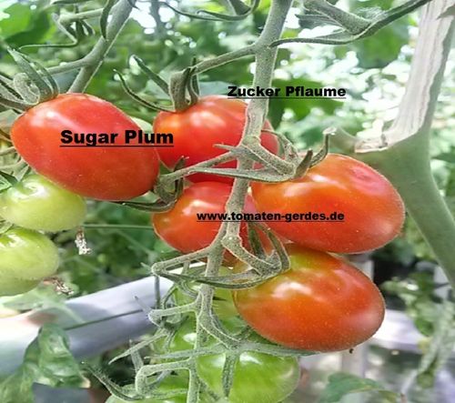 Tomate Zucker Pflaume