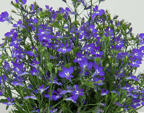 Lobelien blau (10 Pflanzen)